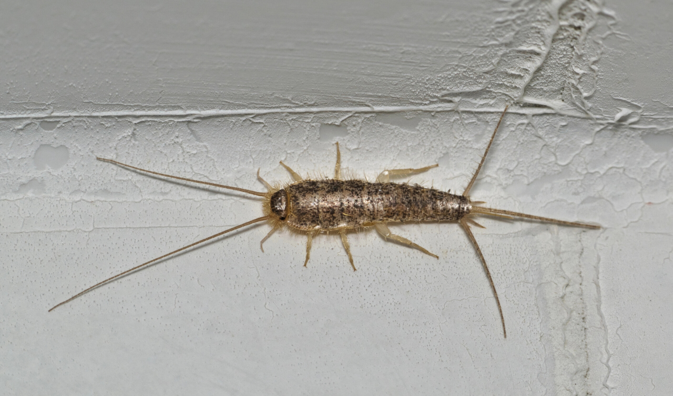 Silverfish Inspection & Identification